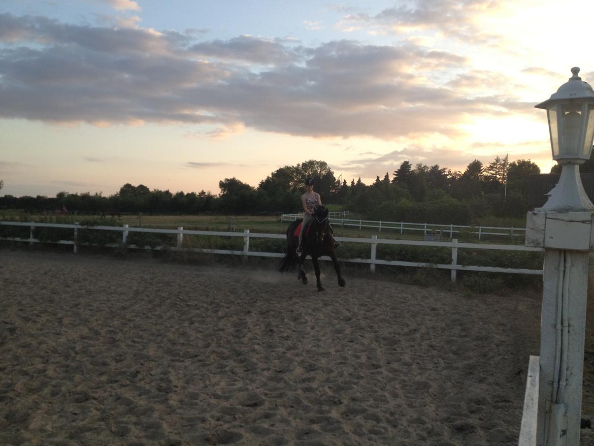 Dansk Varmblod Shepro Hit billede 28