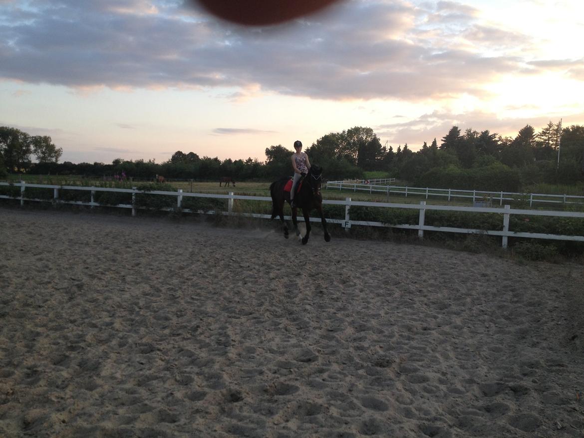 Dansk Varmblod Shepro Hit billede 19