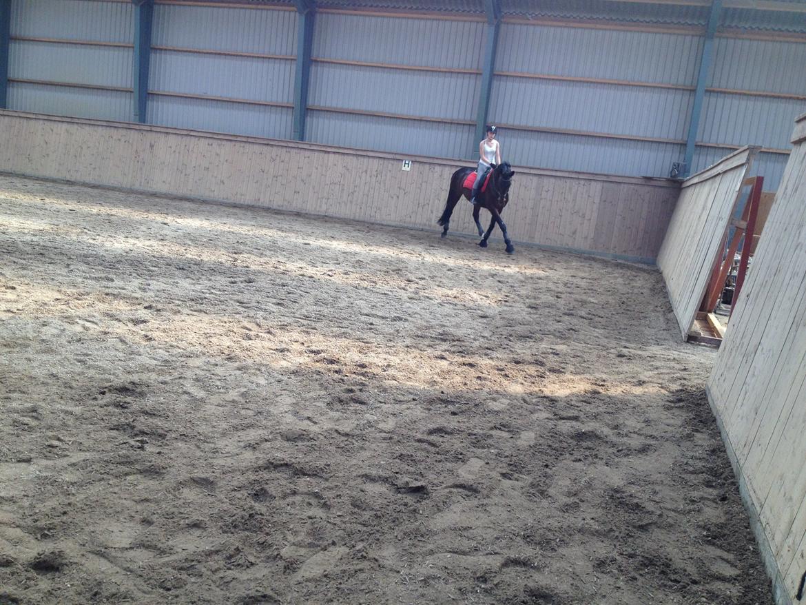 Dansk Varmblod Shepro Hit billede 22