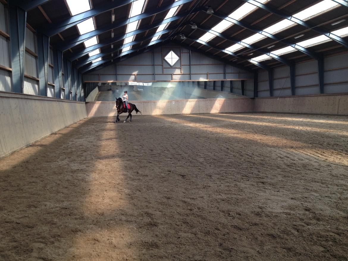 Dansk Varmblod Shepro Hit billede 48