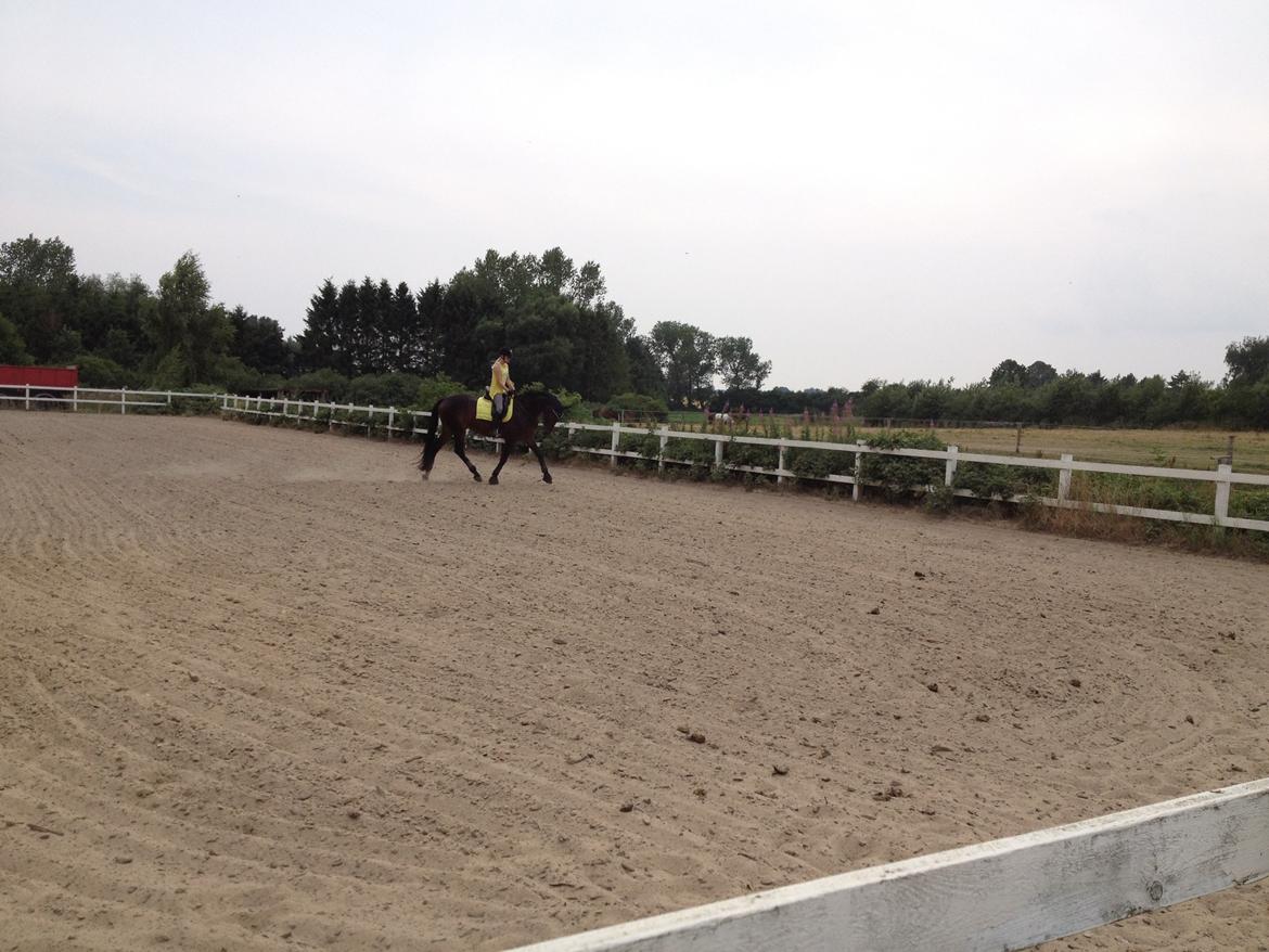 Dansk Varmblod Shepro Hit billede 37