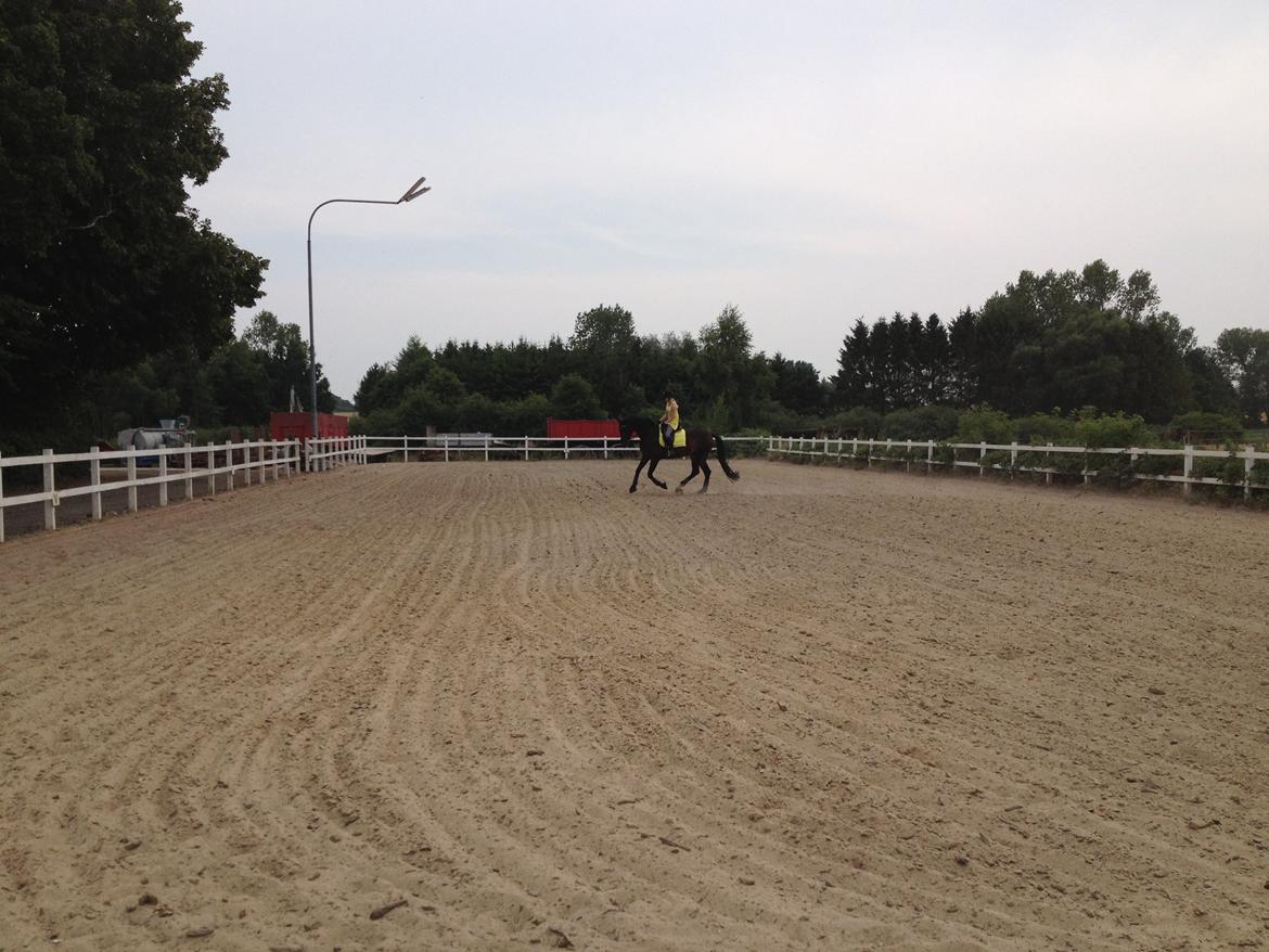 Dansk Varmblod Shepro Hit billede 43