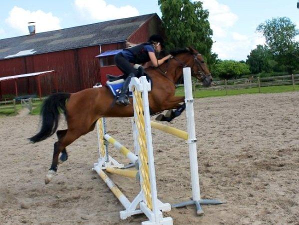 Irsk Sportspony Miss Acrobat (Smiley) <3 billede 18