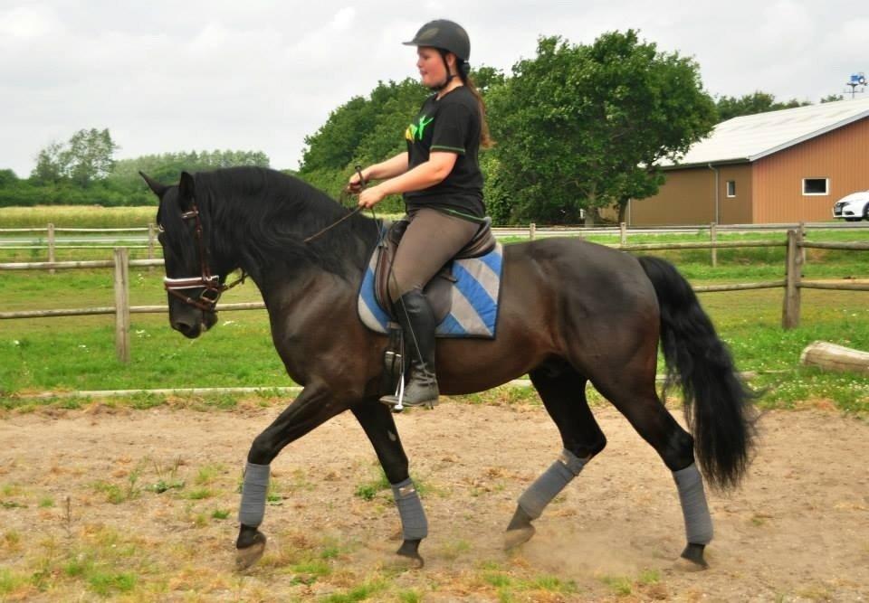 Lusitano Macho De José [Himmelhest] billede 41