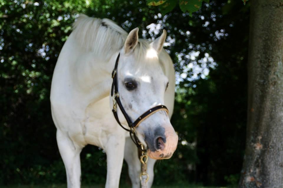 Welsh Pony (sec B) SKOVBJERGS BLAI - stemnings billed under VM 2013 billede 4