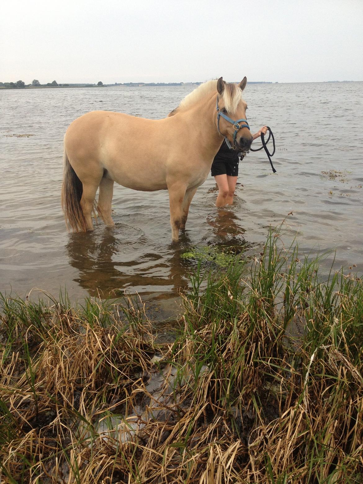 Fjordhest R.I.P sørups ischa - ikke en alm hest, det sgu en sø hest billede 8