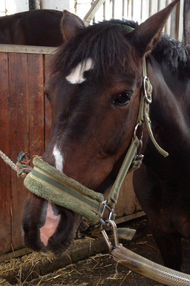 Anden særlig race Isabell <3 billede 3