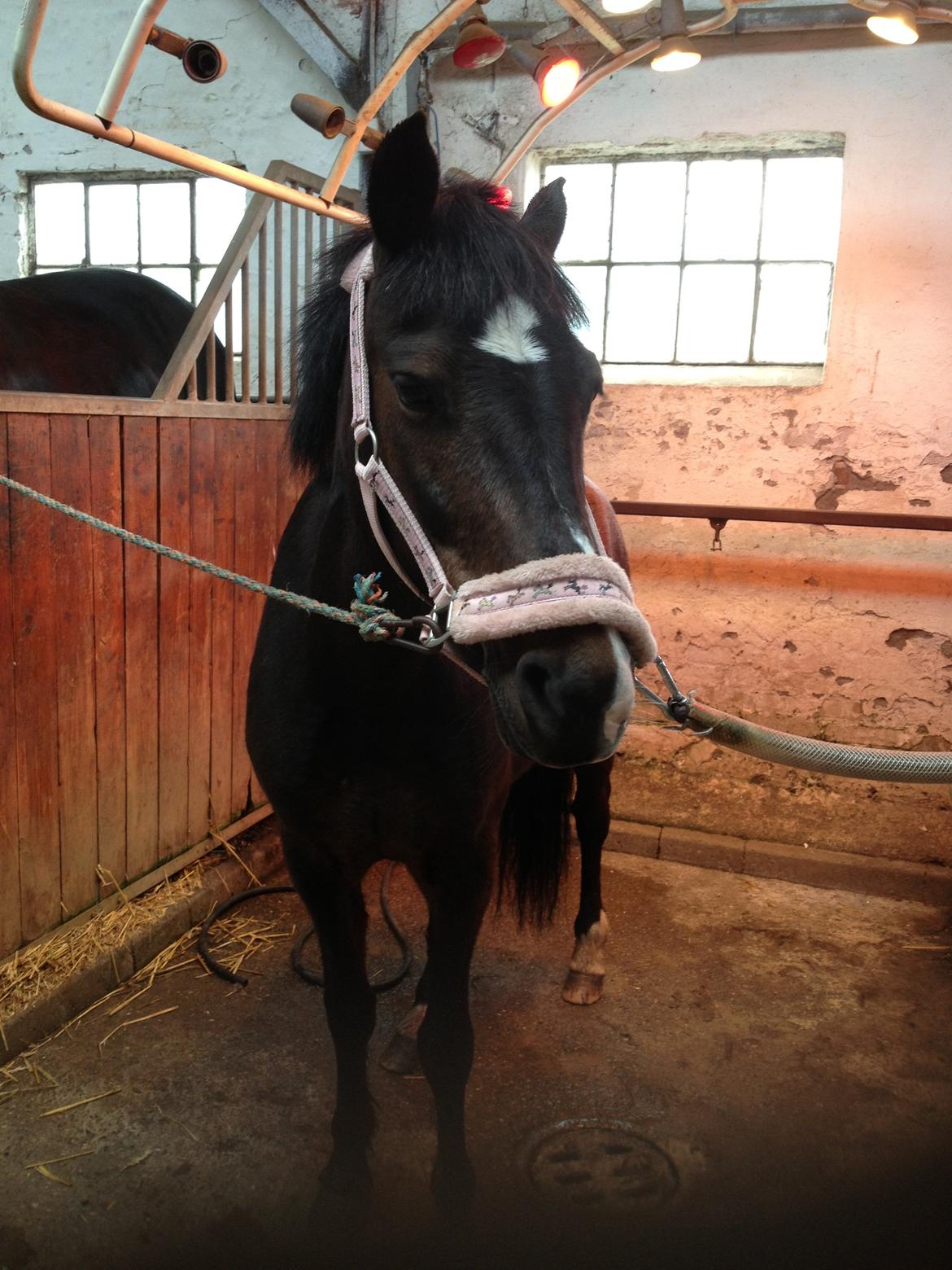 Anden særlig race Isabell <3 billede 4