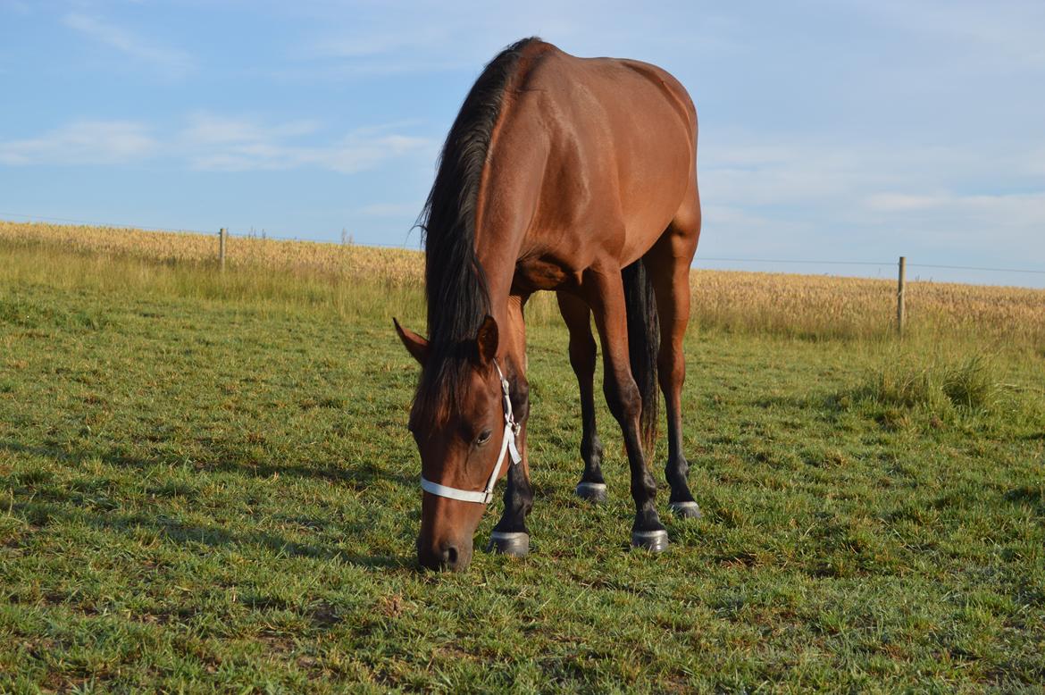 Anden særlig race Nylykke's Complete Girl - Lille i morgensolen, inden hun skal med ind og sove <3 taget den 29. juli kl 7 billede 10