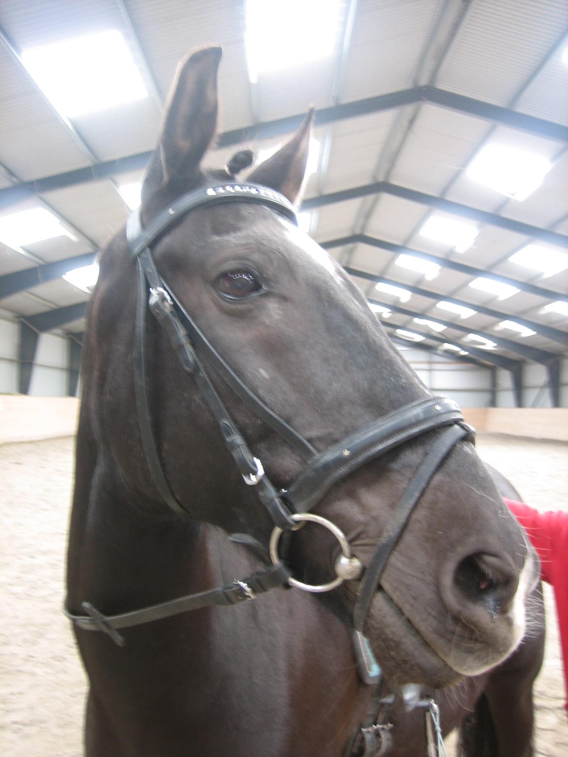 New Forest Dusty<3 billede 4