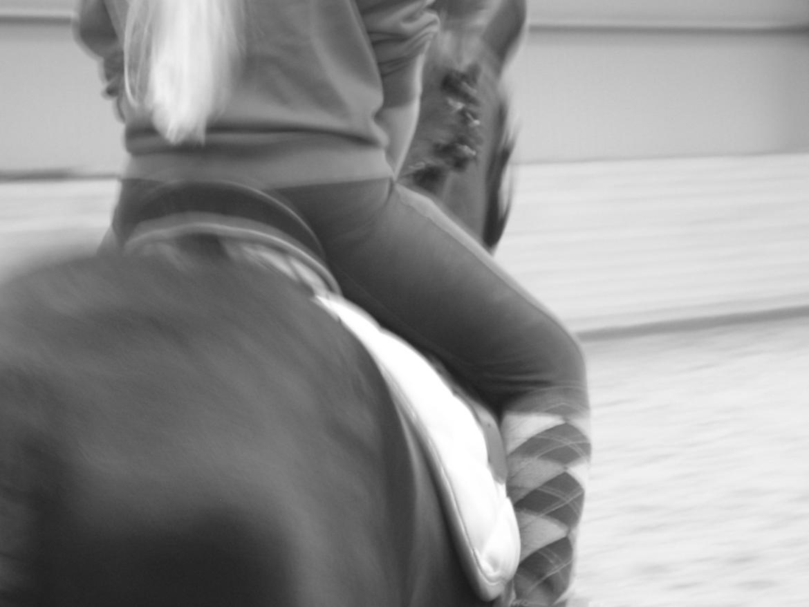 New Forest Dusty<3 billede 3