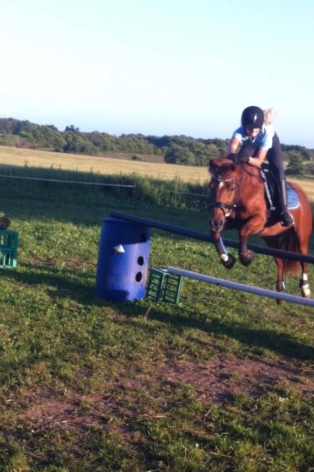 Anden særlig race Cody. billede 8