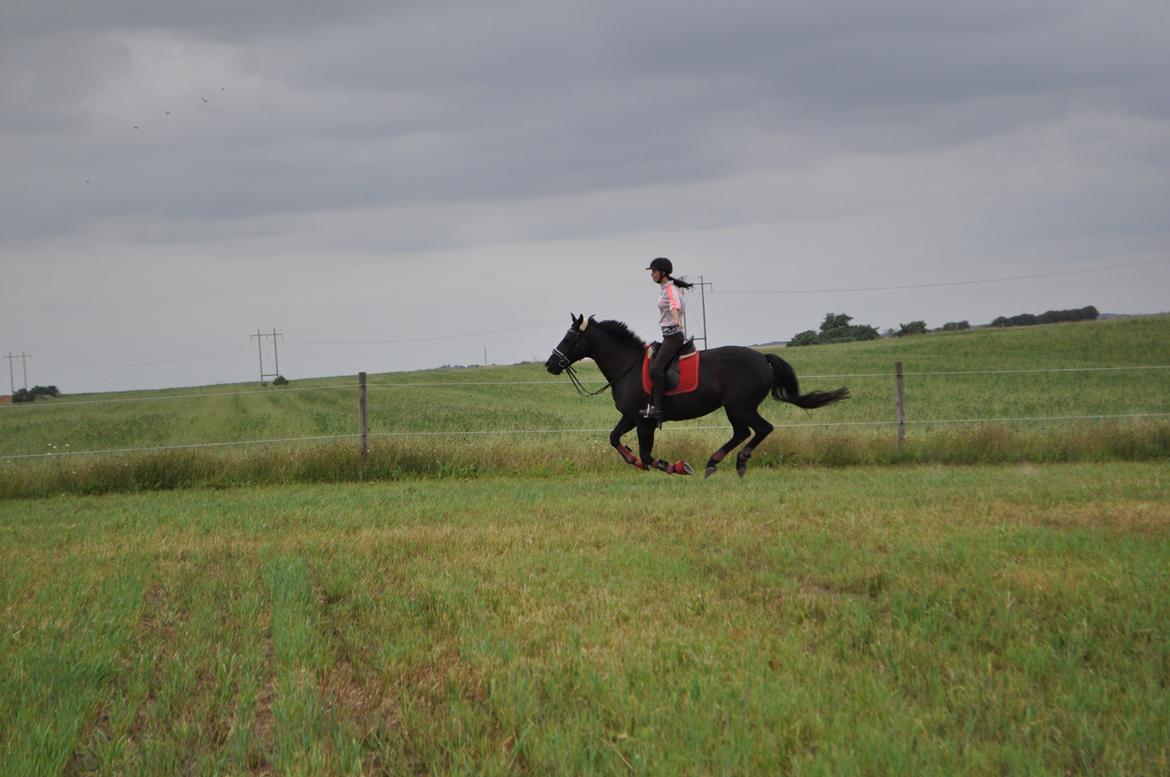 Oldenborg Josefine Fjellerup - VBH -<3 [Prinsesse] - Foto: Laura Elversøe billede 36