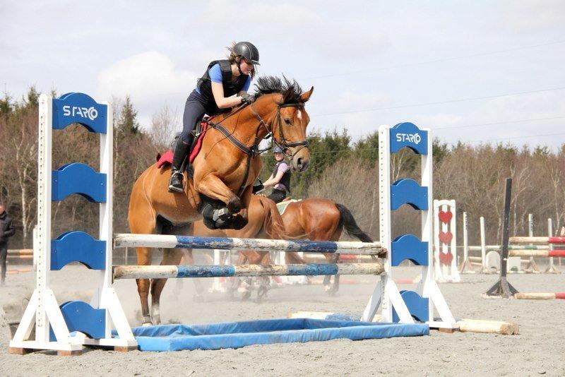 Anden særlig race Santina - spring træning, (en af de første gange på vandgrav, hoppede bare) (2013) billede 18