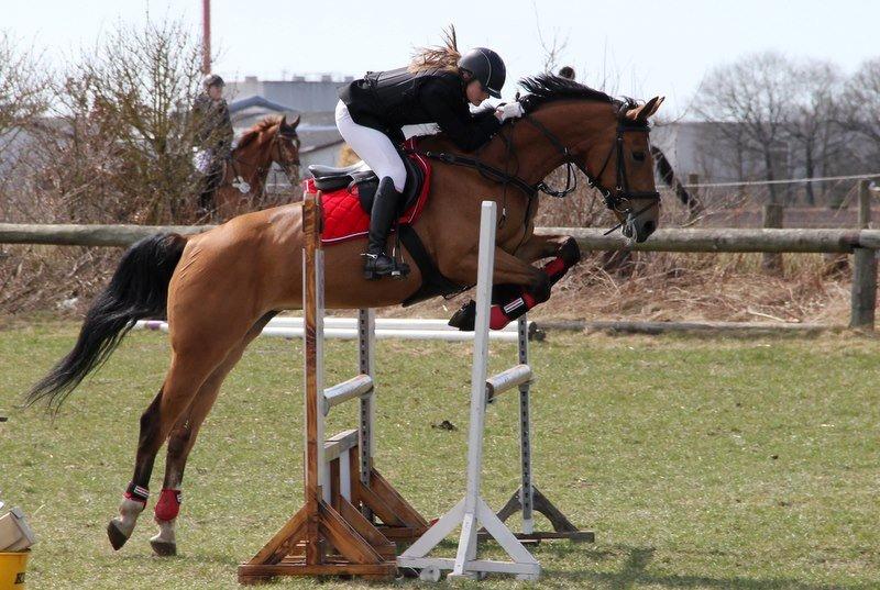 Anden særlig race Santina - stævne i hodsager, forår 2013 billede 19