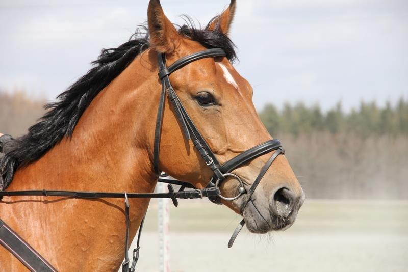 Anden særlig race Santina - opvarmning til spring træning <3 (2013) billede 20