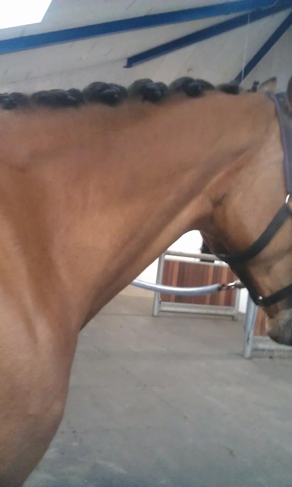 Anden særlig race Santina - inden stævne <3 (2013) billede 22