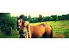 Welsh Pony af Cob-type (sec C) Daisy [Tidl. part]