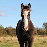 Dansk Varmblod Ka-Dia