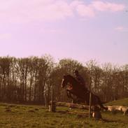 DSP Bæklunds Tabita