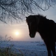 Islænder Reddi af Søndermarken