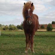 Islænder Reddi af Søndermarken