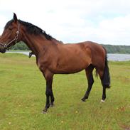 Anden særlig race Vilsbæk Flicka