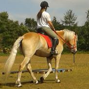 Tyroler Haflinger Akando - UDM GULD!