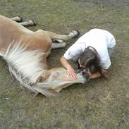 Tyroler Haflinger Akando - UDM GULD!