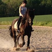 Frieser Nero / Darkhan