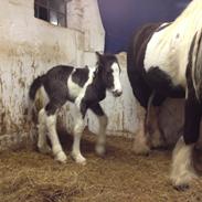 Irish Cob Romany's Caysar <3 cay<3