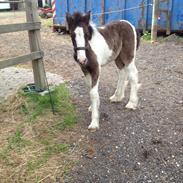 Irish Cob Romany's Caysar <3 cay<3