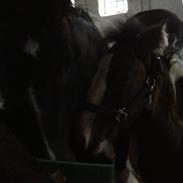 Irish Cob Romany's Caysar <3 cay<3