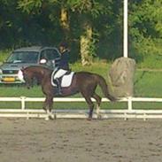 Trakehner Hillary VIII