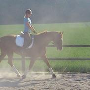 Trakehner Hillary VIII