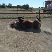 Dansk Varmblod - Adventure C.