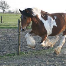 Tinker Satin's Con Fetti