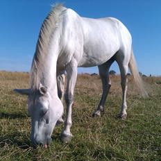 Connemara Pilgaards Queen