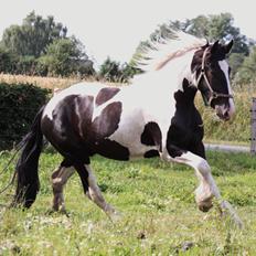 Irish Cob Hauge's Gilroy