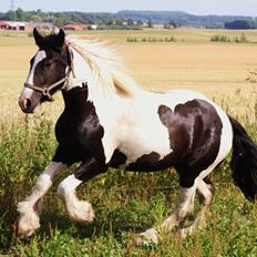 Irish Cob Hauge's Gilroy