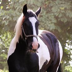 Irish Cob Hauge's Gilroy