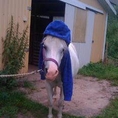 Anden særlig race Bella <3 Hvil i fred  <3