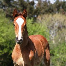 Dansk Varmblod Lajgårdens Carisma