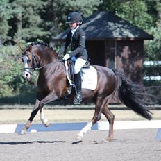 Welsh Pony (sec B) Moelgarnedd Montana A PONY