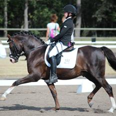 Welsh Pony (sec B) Moelgarnedd Montana A PONY