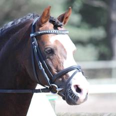 Welsh Pony (sec B) Moelgarnedd Montana A PONY