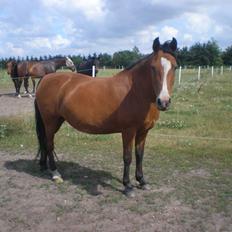 Hollandsk Sportspony Sokki ( soksen)( savnet for evigt )