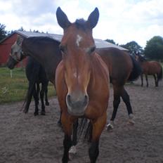 Traver Dear Marika  Himmel hest ( savnet meget)