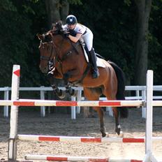 Dansk Varmblod TIRS TAXFREE