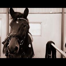 Dansk Varmblod TIRS TAXFREE